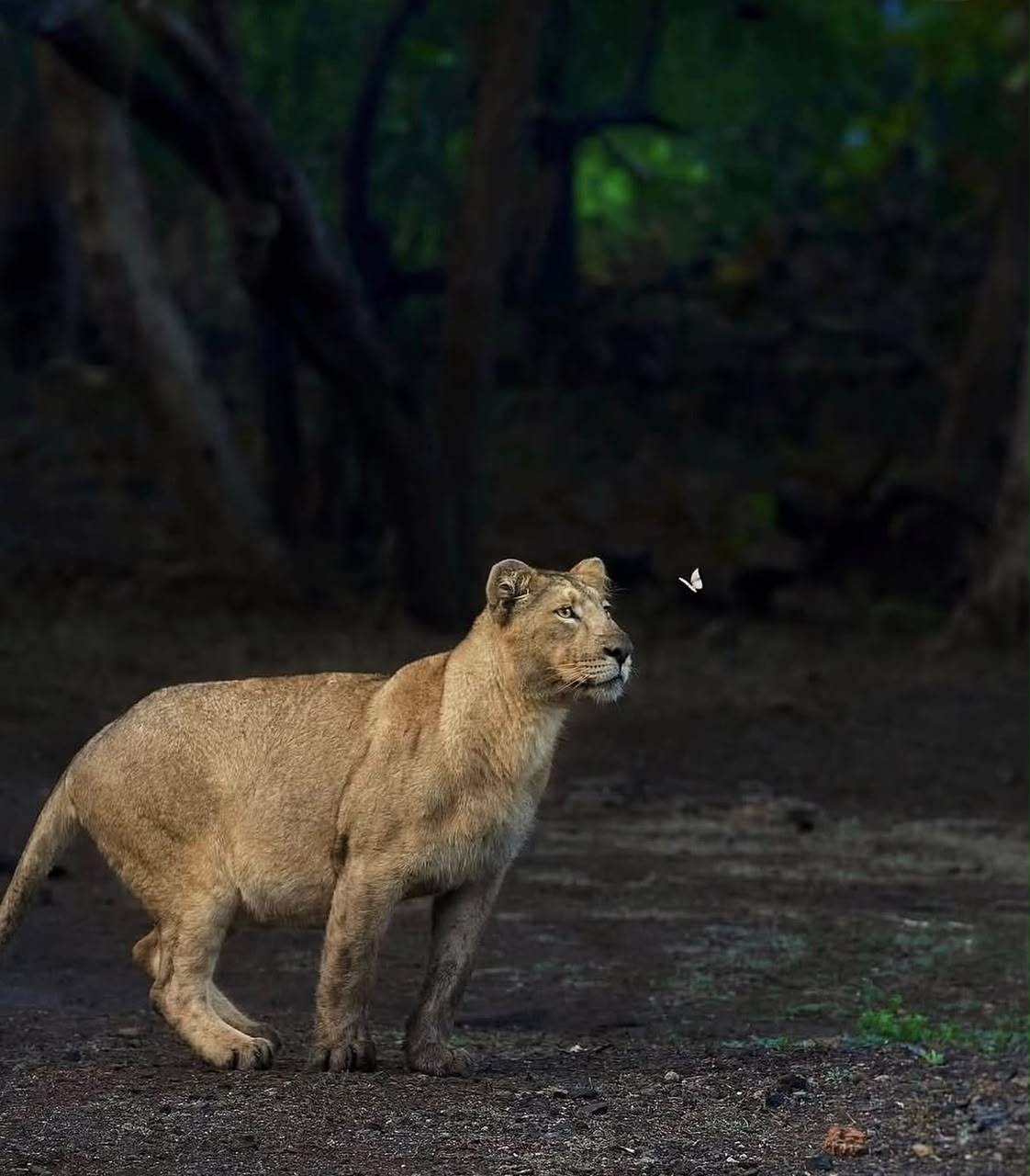 Sasan Gir Interpretation Zone